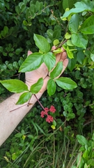 Cissus erosa