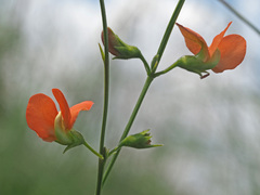 Tephrosia marginella