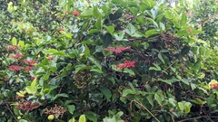 Cissus erosa
