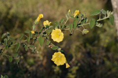 Sida atherophora