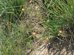 Tephrosia marginella