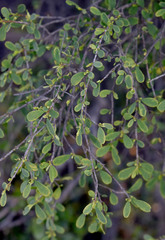 Erythroxylum australe