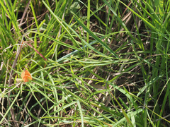 Tephrosia marginella