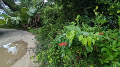 Cissus erosa