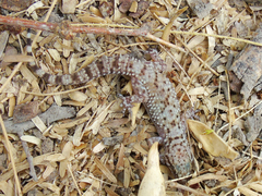 Hemidactylus turcicus