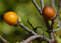 Diospyros humilis