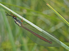 Myrmeleon lethifer