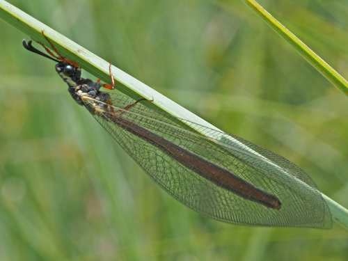 Myrmeleon (Myrmeleon) lethifer