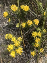 Aspalathus aspalathoides