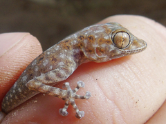 Ptyodactylus hasselquistii