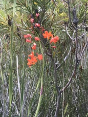 Pillansia templemannii