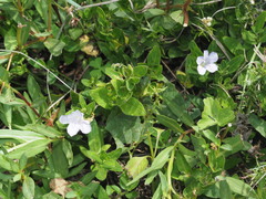 Ruellia cordata