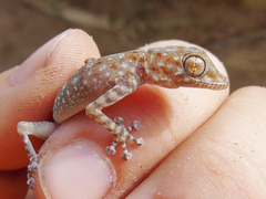 Ptyodactylus hasselquistii