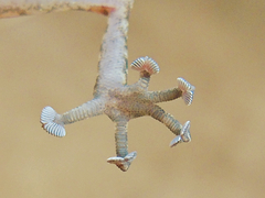 Ptyodactylus hasselquistii