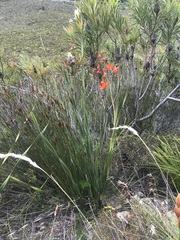 Pillansia templemannii