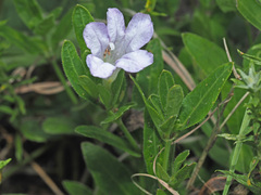 Ruellia cordata