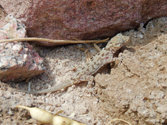 Cyrtopodion scabrum