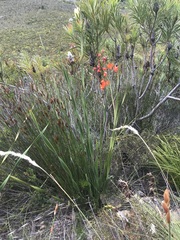 Pillansia templemannii