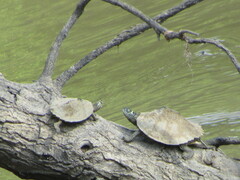 Graptemys sabinensis