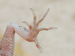 Cyrtopodion scabrum