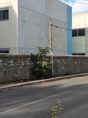 Ficus carica