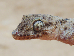 Cyrtopodion scabrum