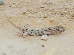 Cyrtopodion scabrum