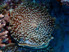 Amplexidiscus fenestrafer