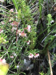 Erica obtusata