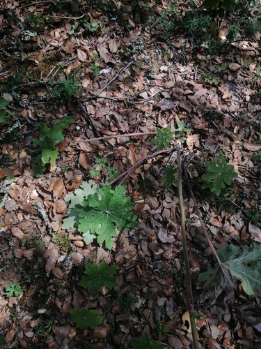 Psacalium peltatum, photograph 4