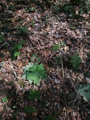 Psacalium peltatum