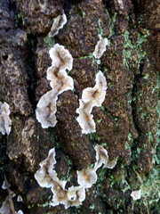 Stereum rugosum