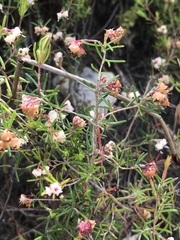 Erica obtusata