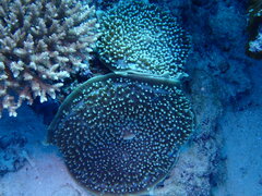 Amplexidiscus fenestrafer