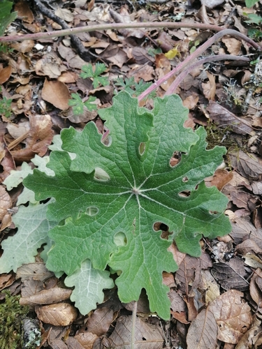Psacalium peltatum, photograph 5