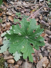Psacalium peltatum