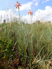 Aloe cooperi