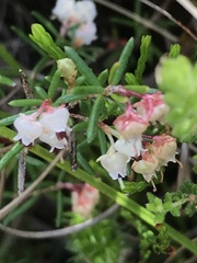 Erica obtusata