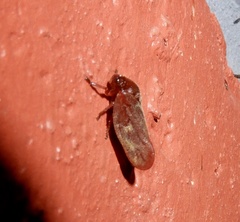 Eoscarta
