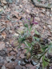 Psacalium peltatum