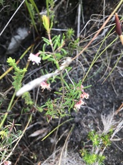 Erica obtusata