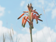 Aloe cooperi