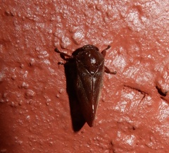 Eoscarta