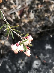 Erica obtusata