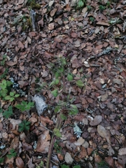 Psacalium peltatum