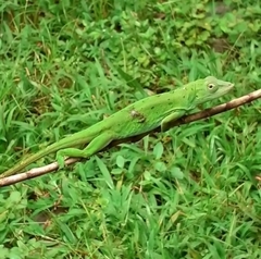 Anolis biporcatus