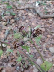 Psacalium peltatum