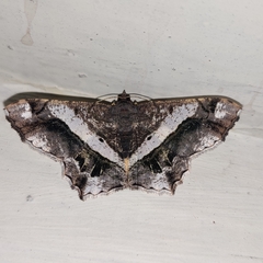 Chiasmia nora