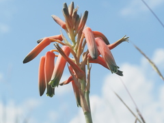 Aloe cooperi