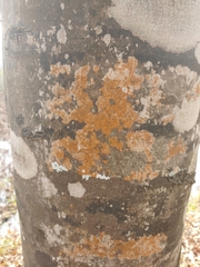 Xanthorioideae